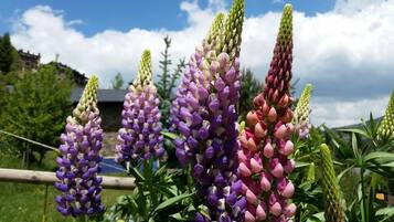 A garden with lupine flowers in various colors, a wooden fence, and a building in the background.