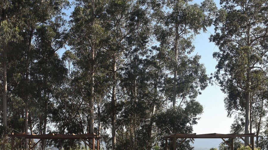 Vumba - House of the Lizard