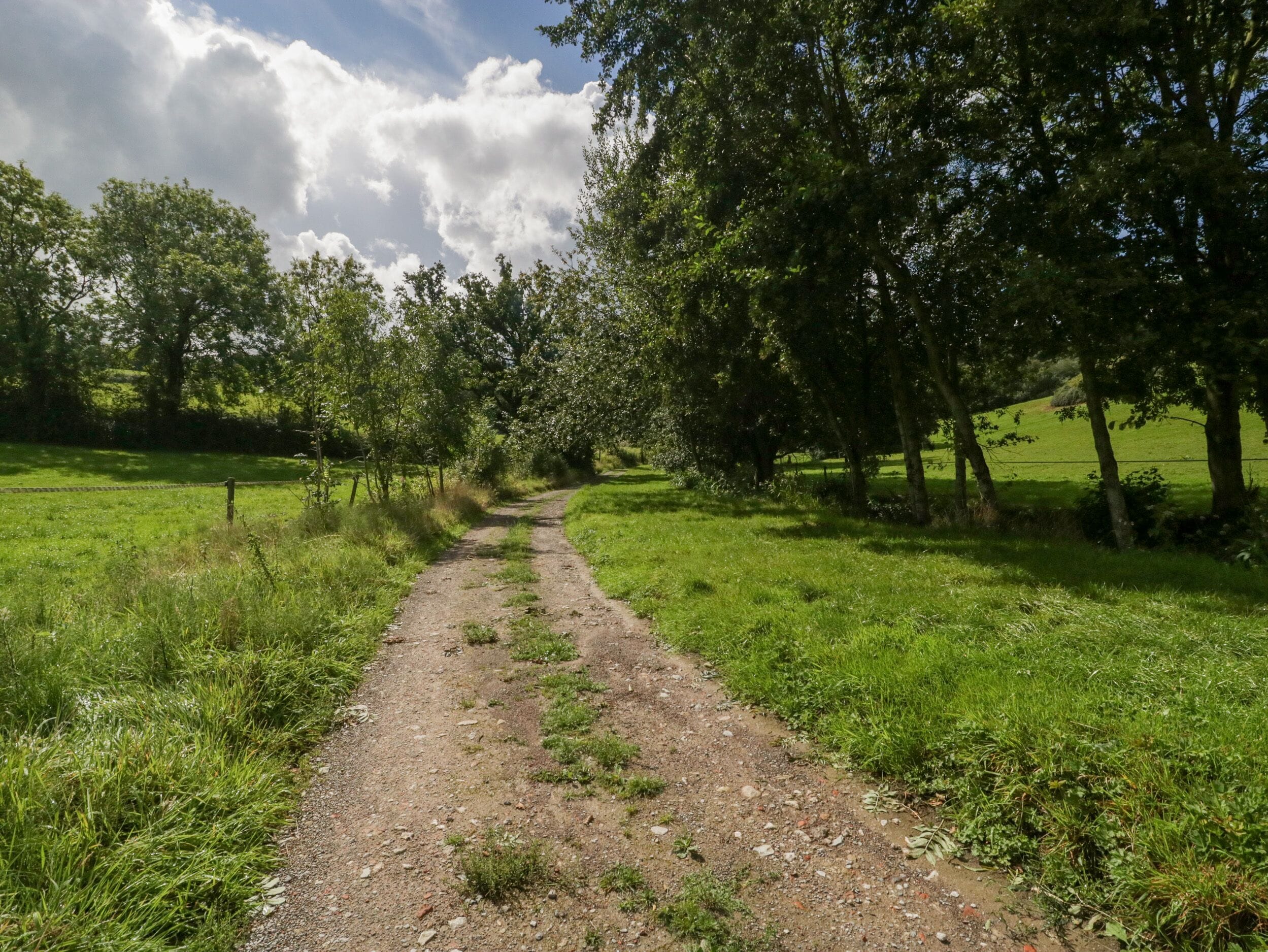 A dirt path through a grassy field with trees on both sides.
