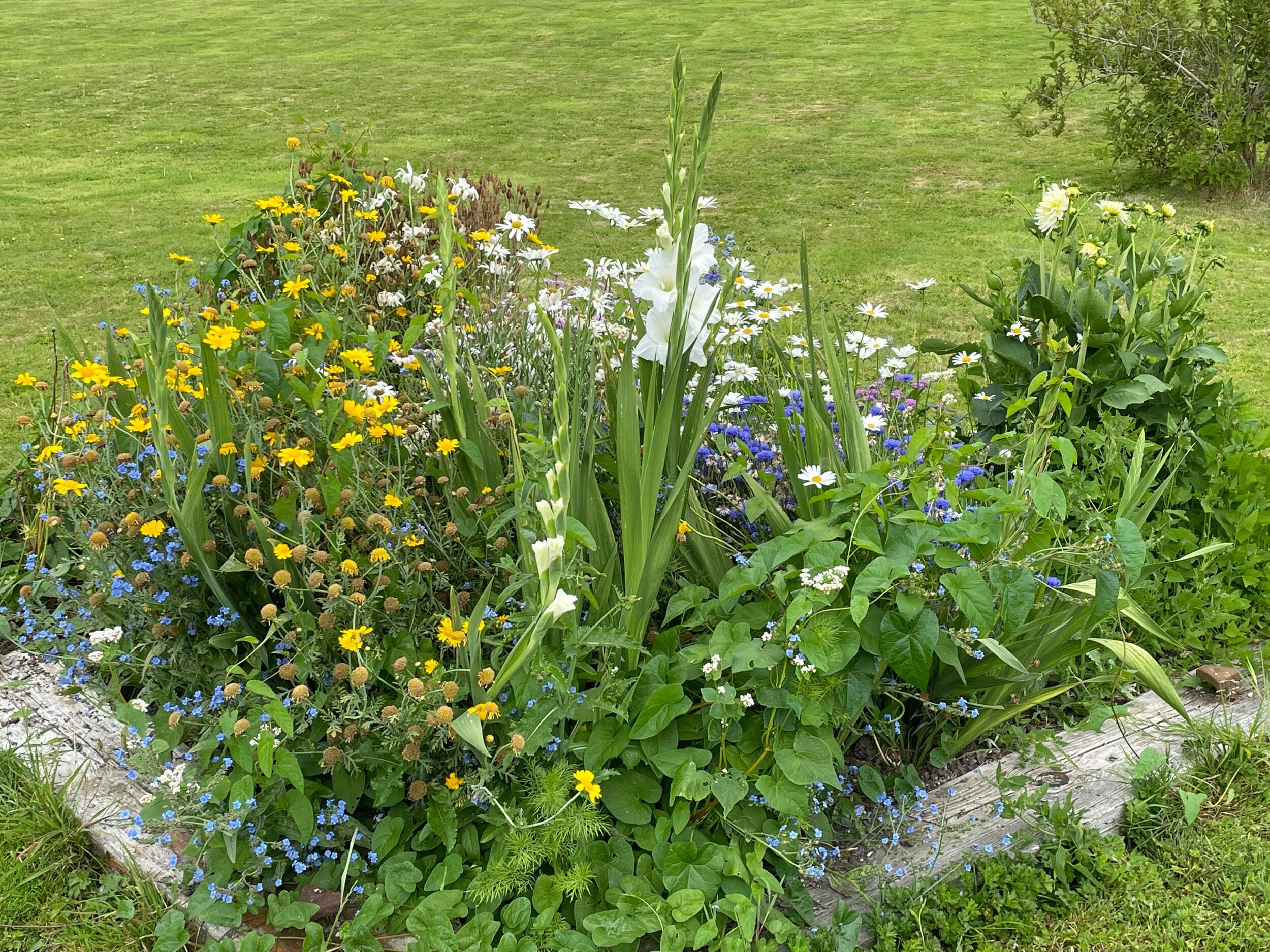 Ein Garten mit verschiedenen Blumen und Pflanzen, darunter gelbe und weiße Blüten, und einem grünen Rasen im Hintergrund.