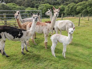 Feriehus | Fitnessfaciliteter