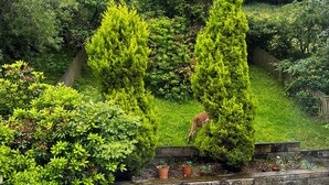 Un jardin luxuriant, avec de grands arbres aux formes coniques et un cerf qui broute.
