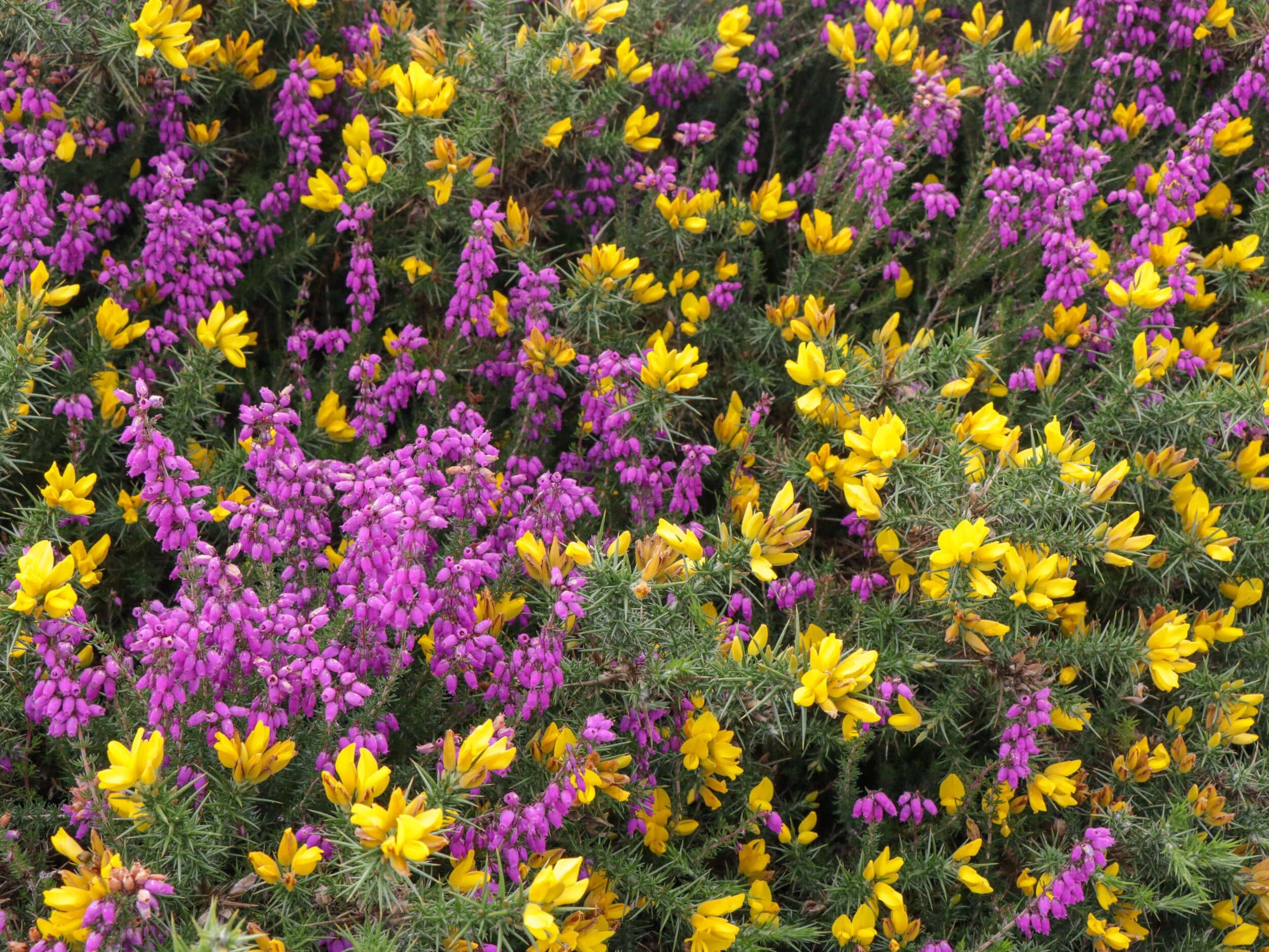 A dense field of heather flowers in purple and yellow.