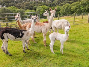 A group of alpacas in a grassy enclosure with a metal fence and trees in the background. - The Lodge (Milford Haven)