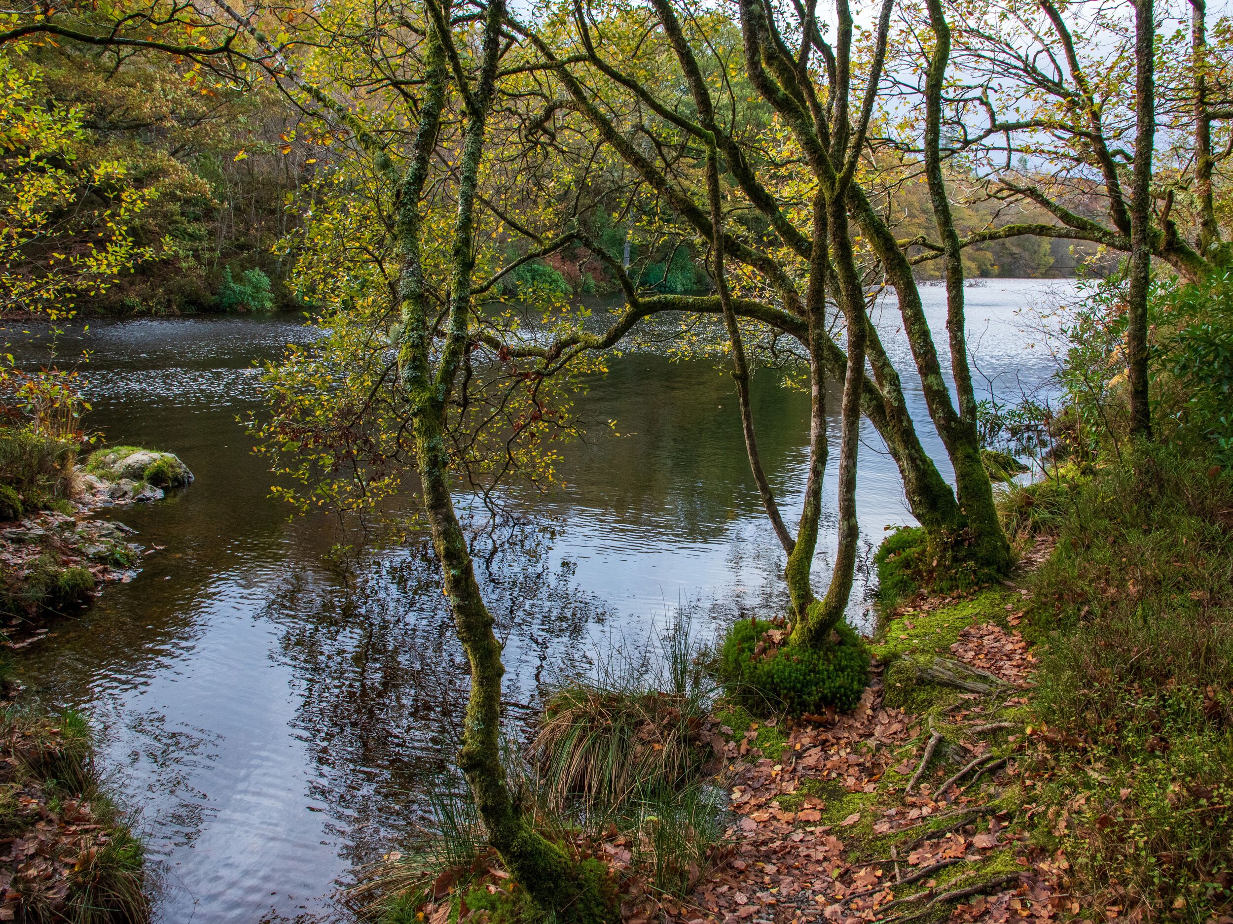 A serene river with trees and a rocky path.