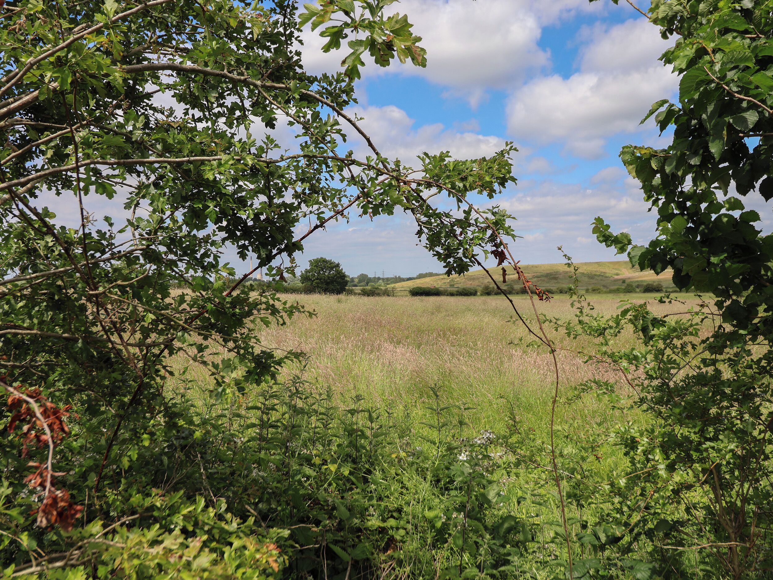 A natural landscape with a field, trees, and a clear sky.
