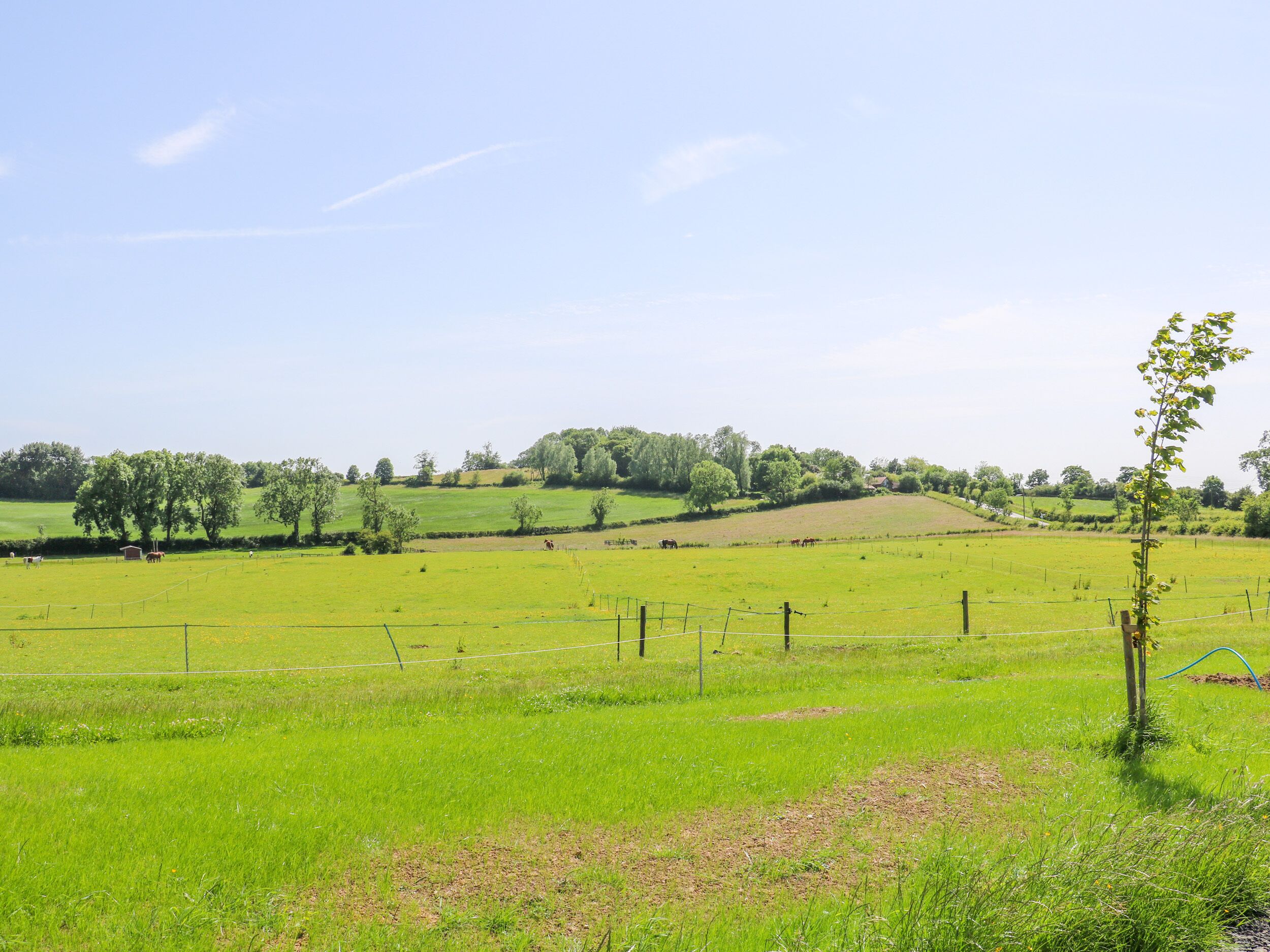 Landskab med grønne marker, et hegn og træer i baggrunden.