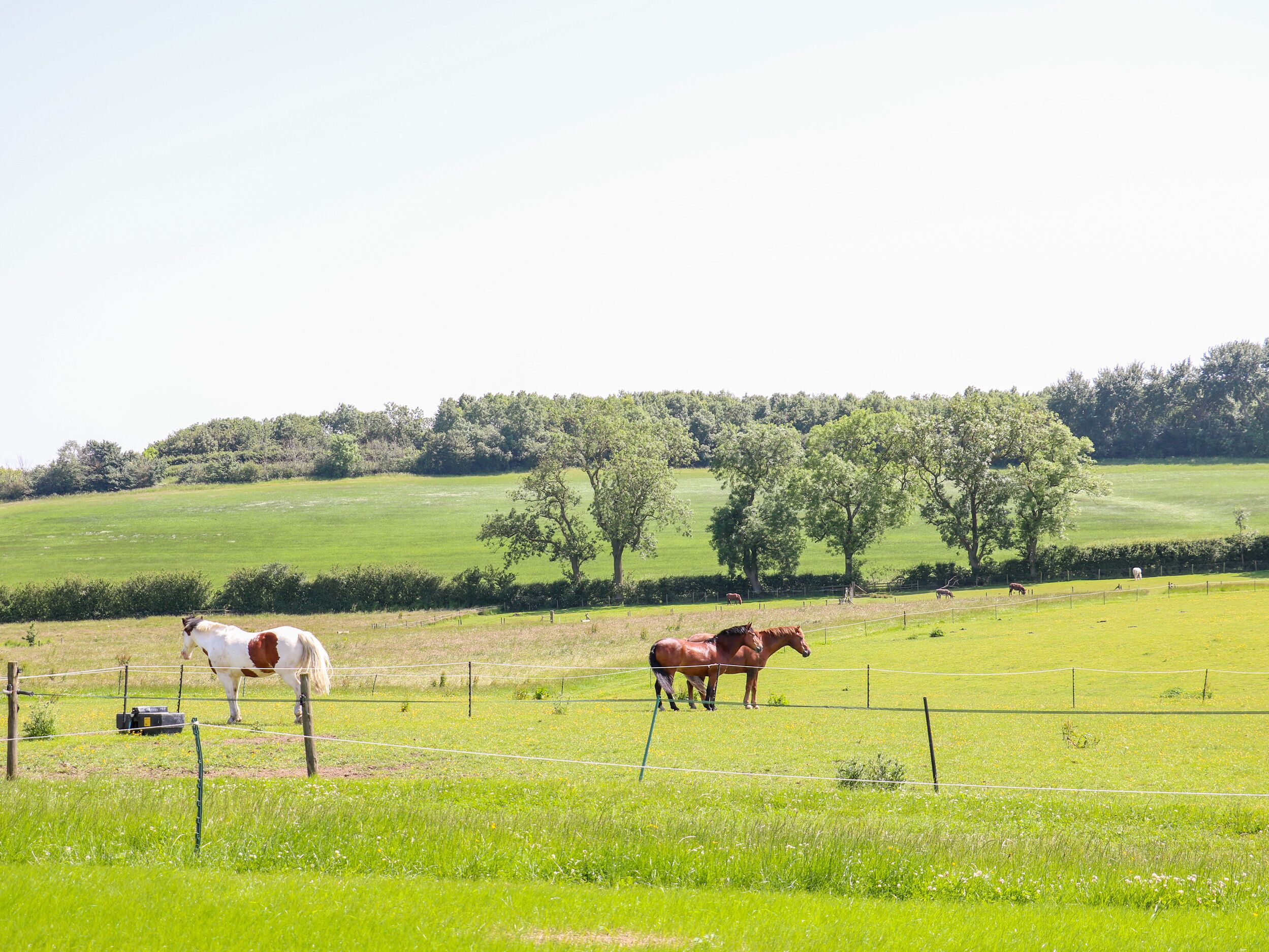 A fenced pasture with horses grazing.