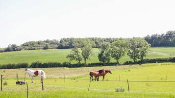 A fenced pasture with horses grazing.