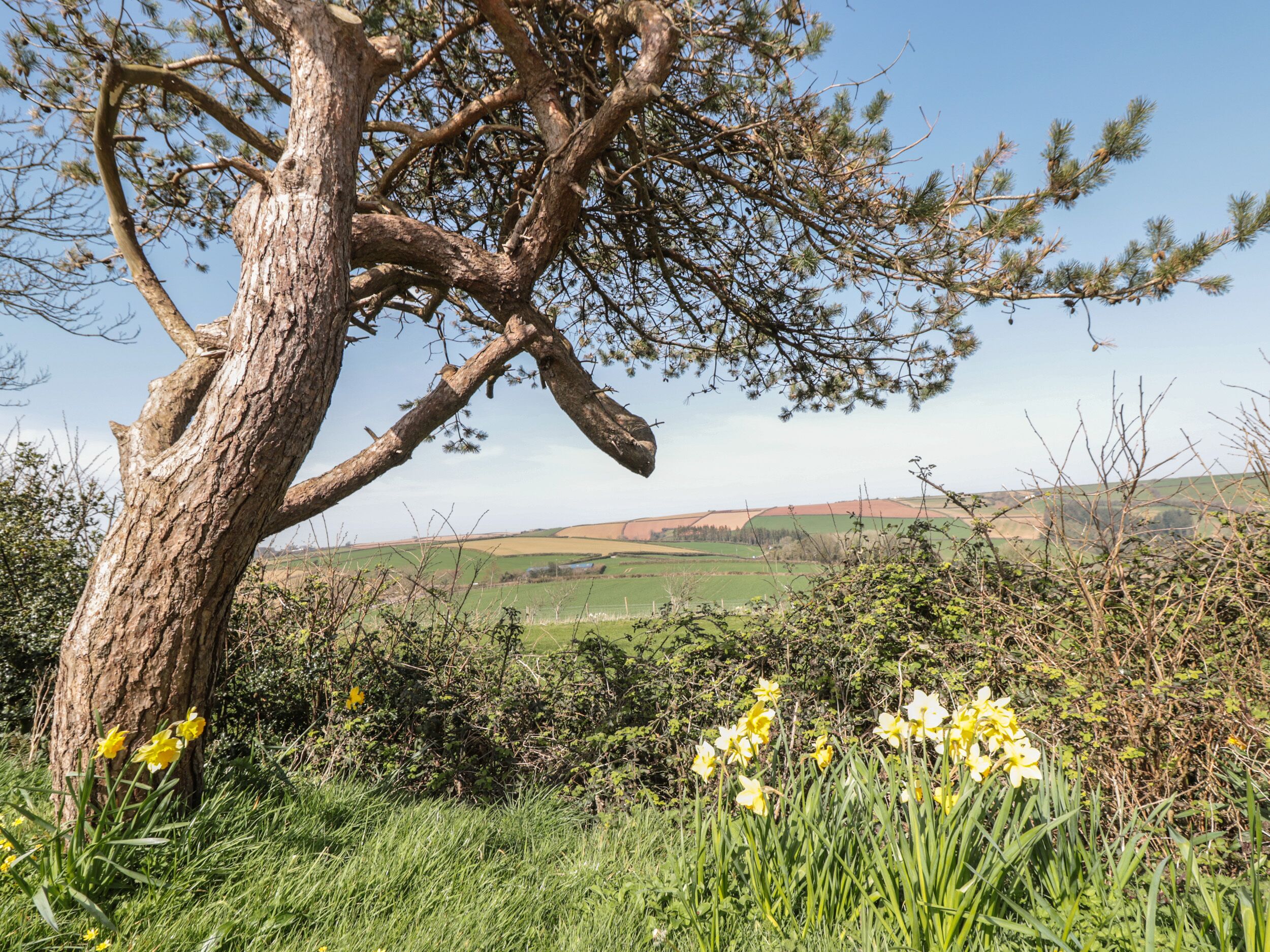 A tree with a twisted trunk and branches, surrounded by green grass and yellow flowers.