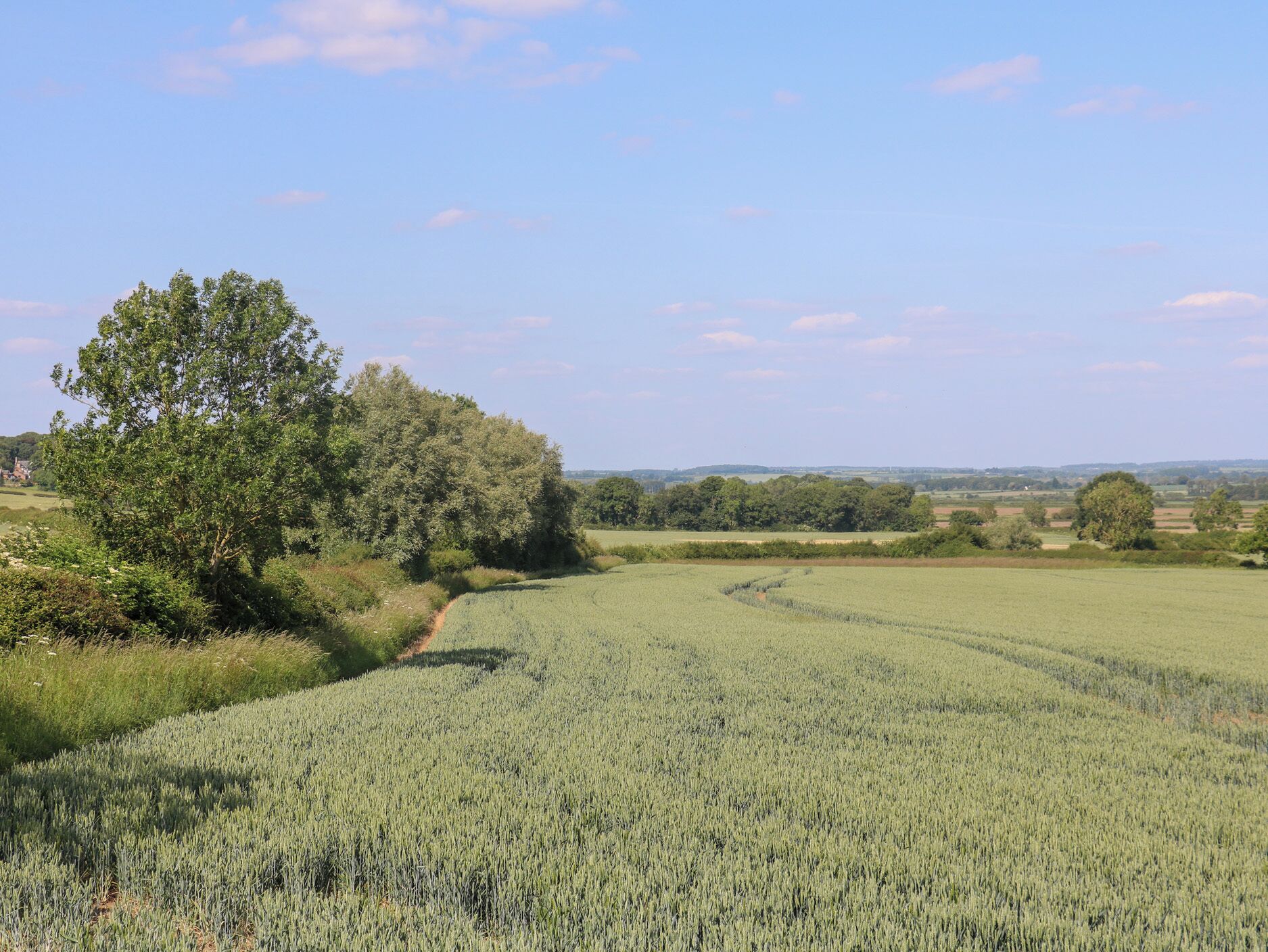 Ländliche Landschaft mit einem Feld voller Pflanzen, einem Baum und einer entfernten Dorfansicht.