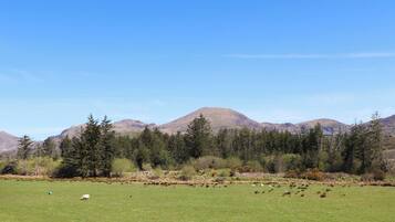 A grassy field with a mountain in the background.