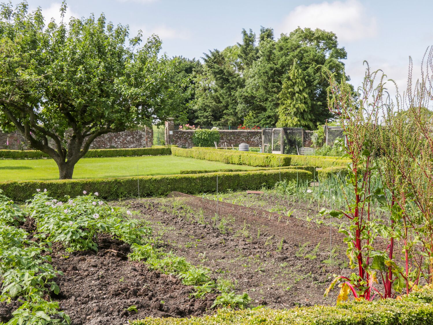 Un jardin bien entretenu, avec un grand arbre, des haies taillées avec soin et diverses plantes.
