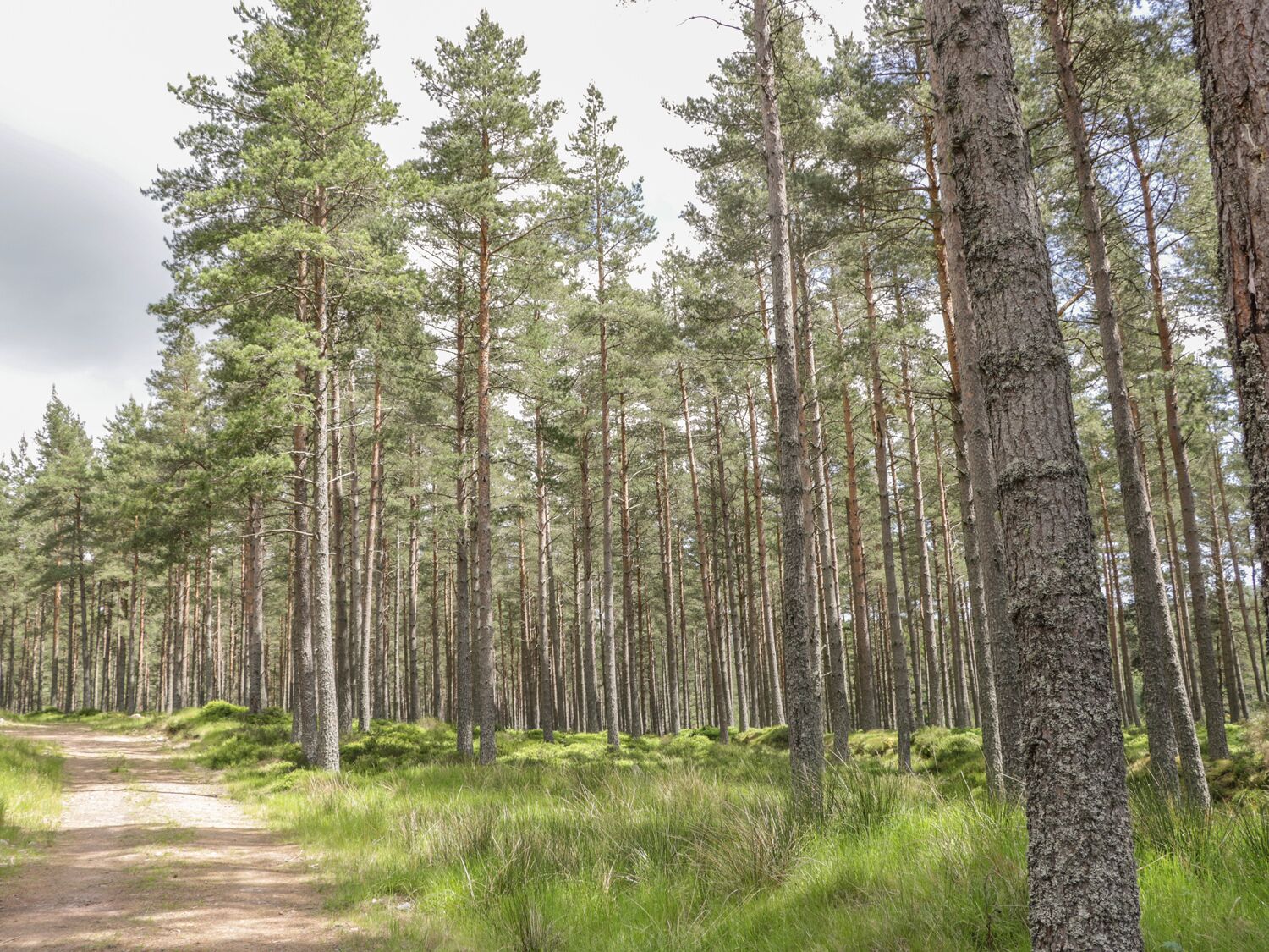A forested area with a dirt path.