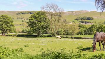 A rural landscape with rolling hills, a field with grazing horses, and a variety of trees.