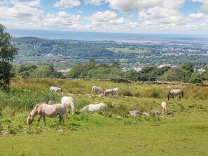 Un champ verdoyant où plusieurs chevaux paissent, entouré d’un mur de pierre et offrant une vue sur une ville lointaine.