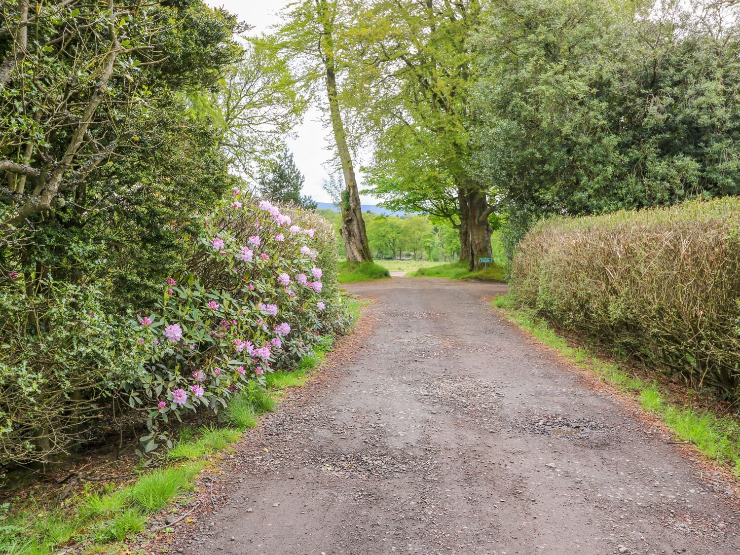 A rural road flanked by dense hedges and trees, leading to a distant view.