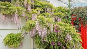 Ein üppiger Garten mit verschiedenen Pflanzen und Blumen, darunter Wisteria und viel Grün, vor einer weißen Mauer.