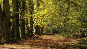 A forest path with trees on either side.