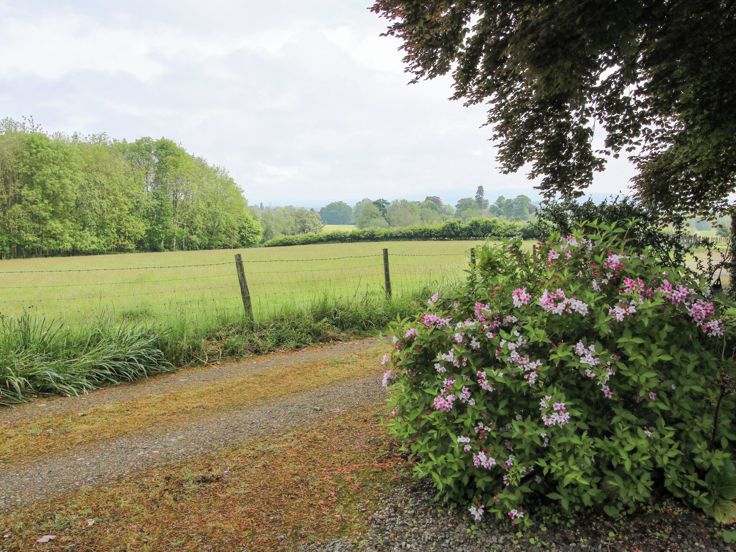 A rural landscape with a gravel path, a barbed wire fence, and a bush with pink flowers.