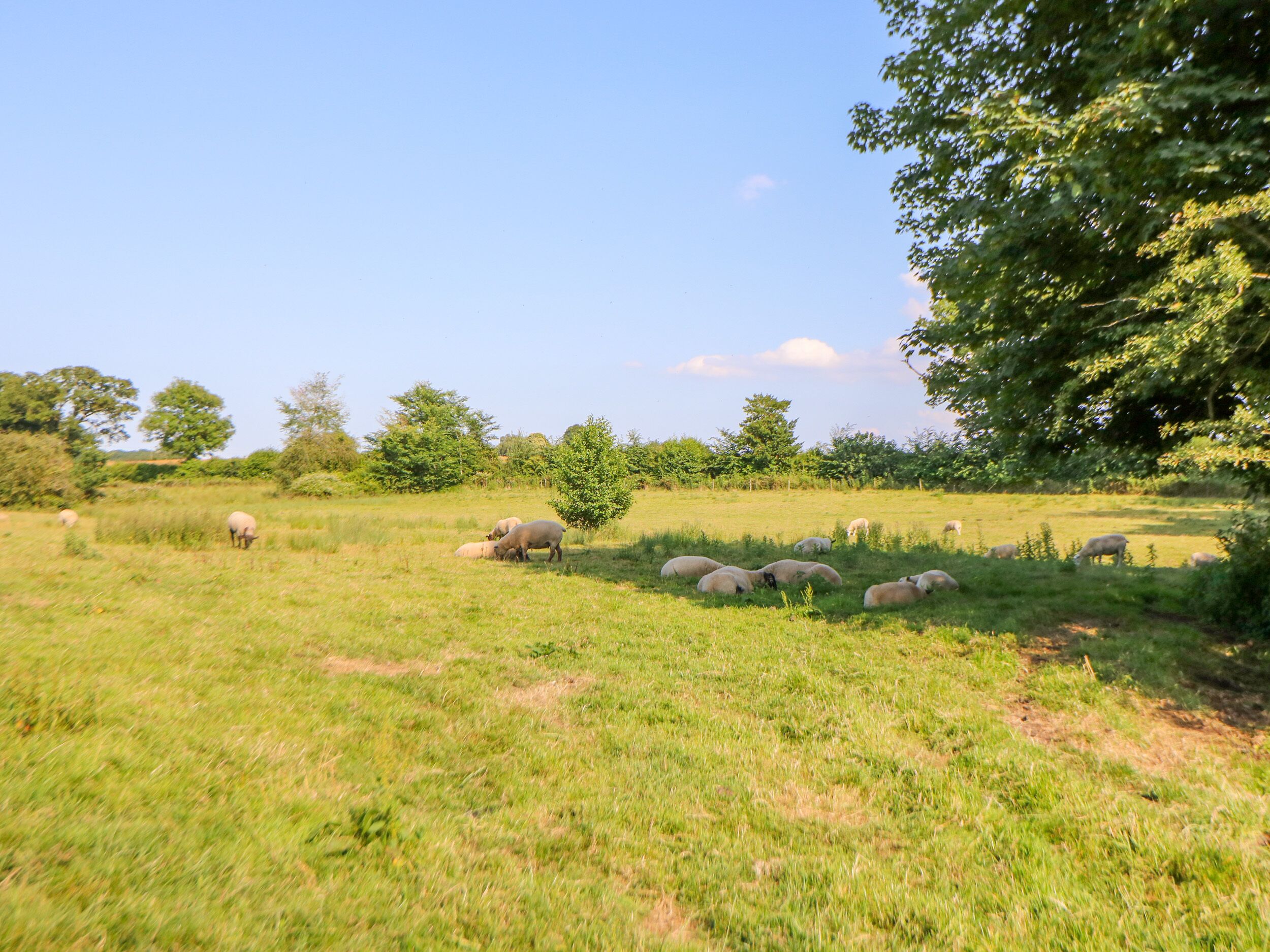 A grassy field with sheep grazing.