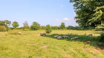 A grassy field with sheep grazing.