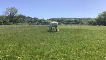 Un caballo pastando en un campo con árboles y una valla al fondo.