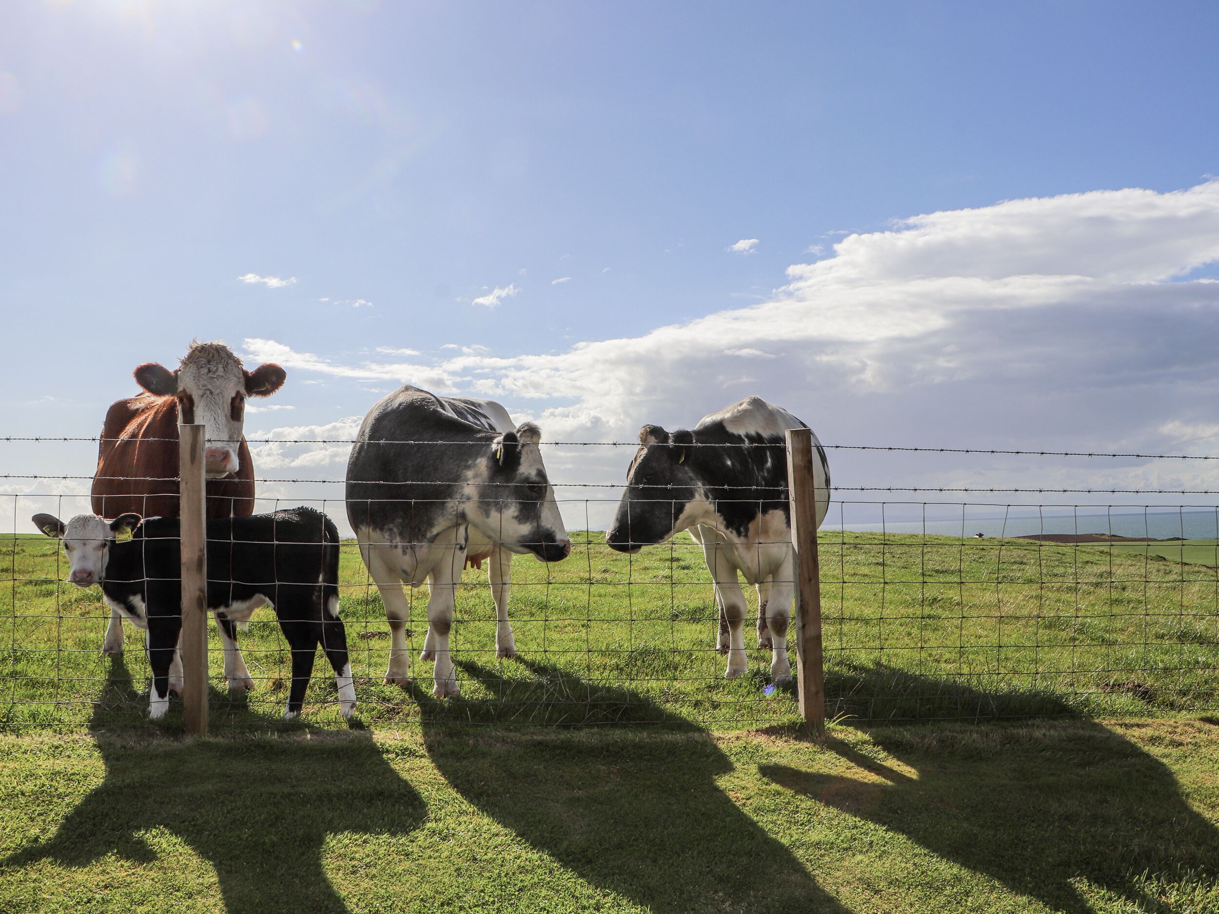 Three cows standing behind a barbed wire fence in a grassy field with a clear sky.