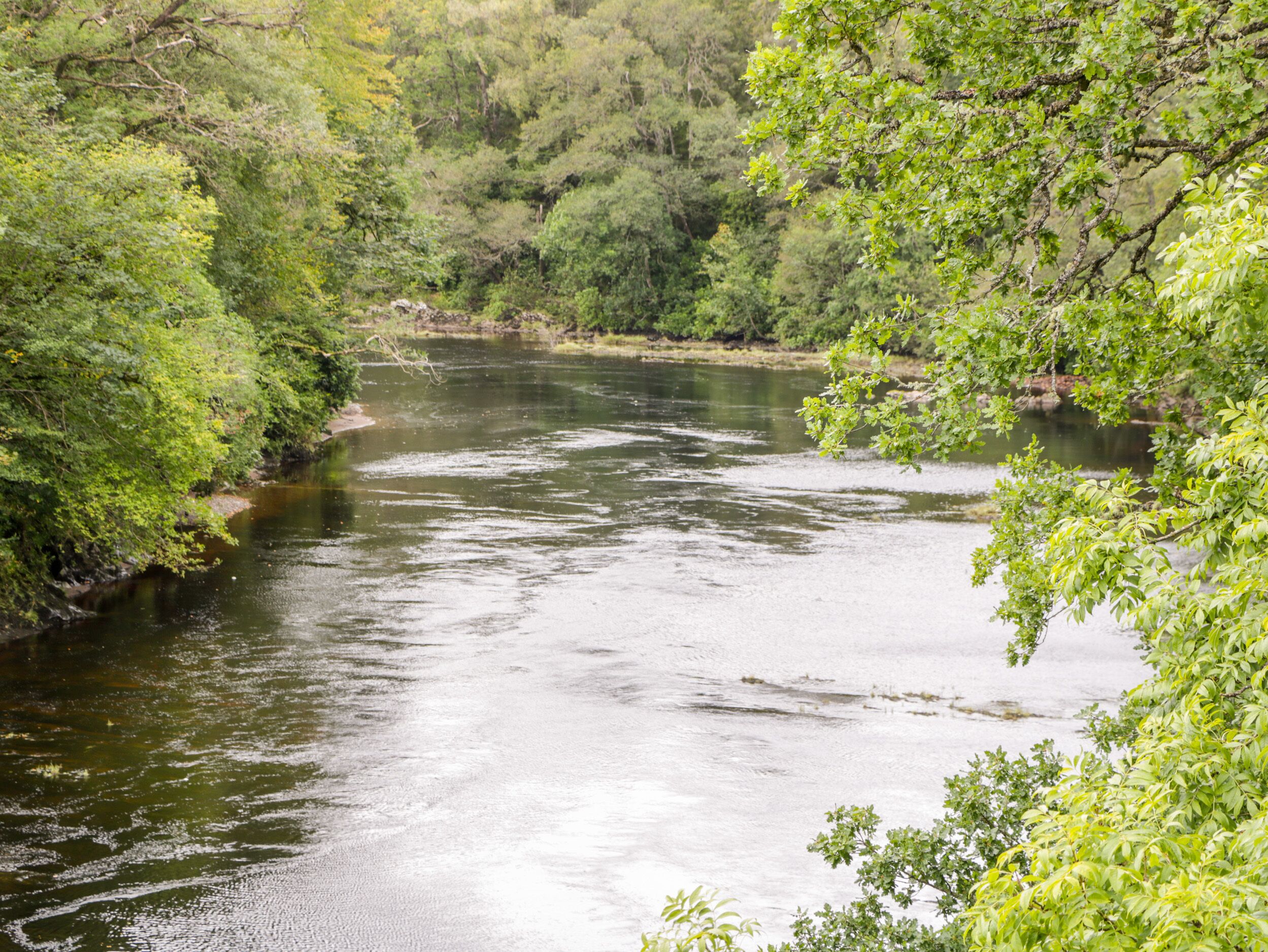 A river surrounded by dense greenery.