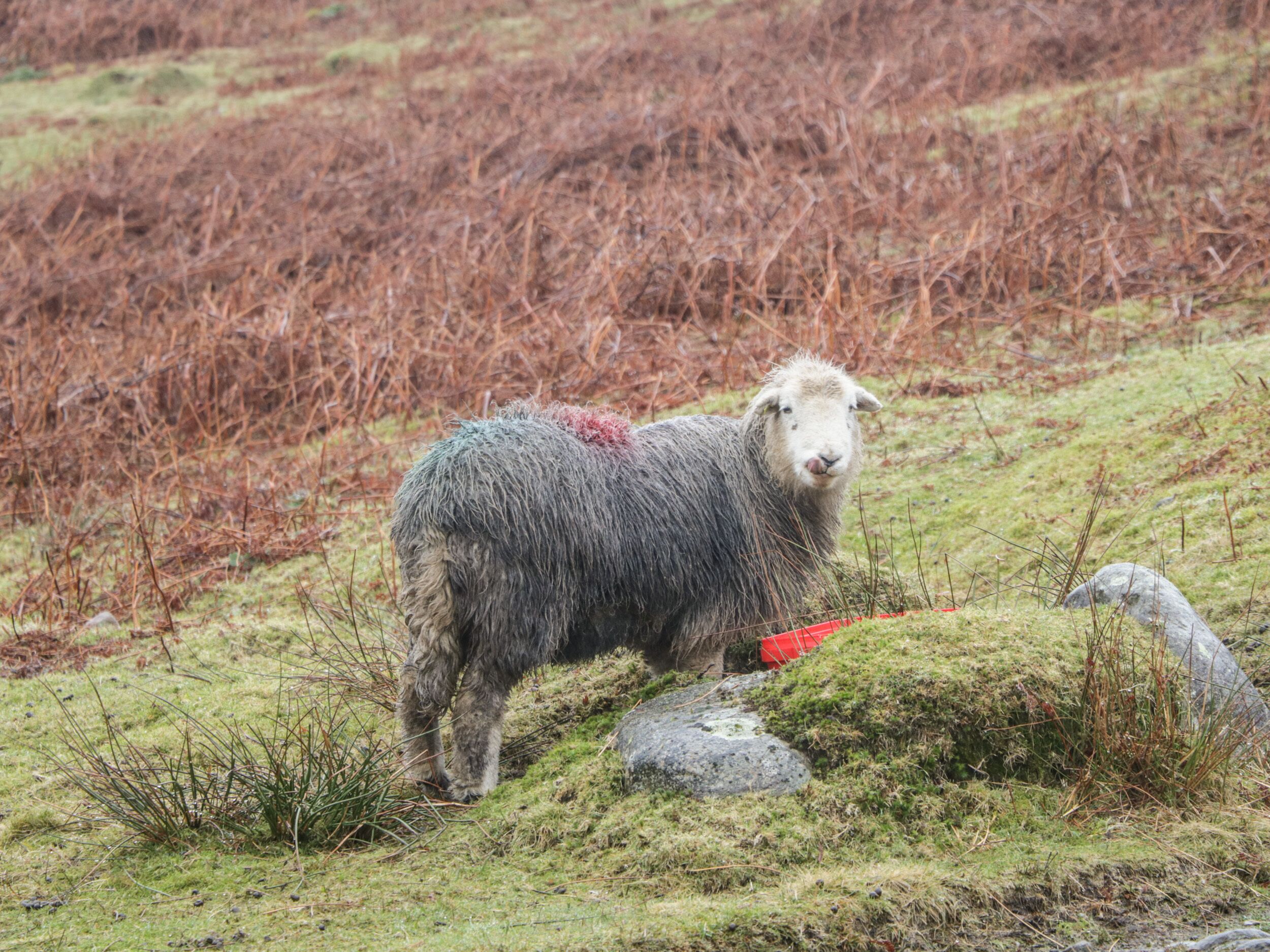 A sheep standing on a grassy field with rocks and sparse vegetation.