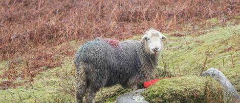 A sheep standing on a grassy field with rocks and sparse vegetation.