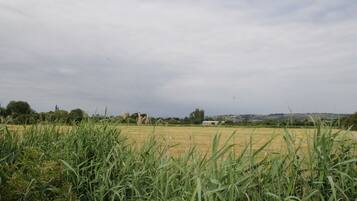 Paisaje rural con un campo, algunos árboles y un edificio distante.