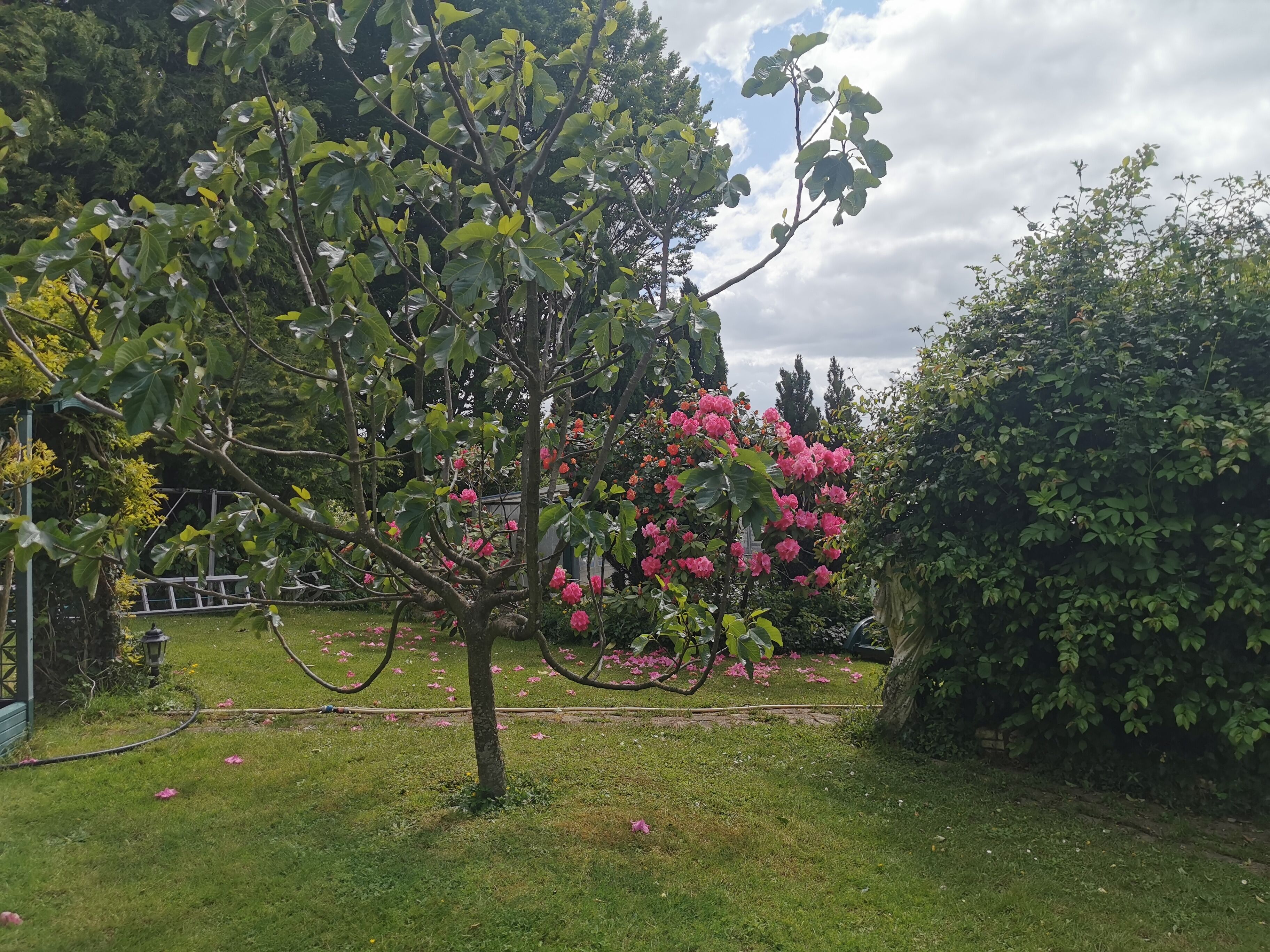 Un jardí amb un arbre carregat de flors roses, gespa i una tanca.