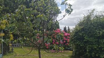 Un jardí amb un arbre carregat de flors roses, gespa i una tanca.