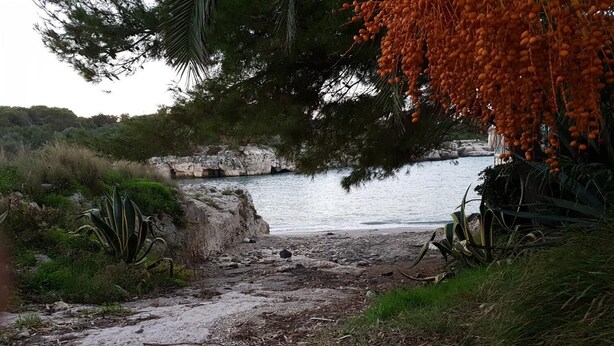 Un sendero costero con un litoral rocoso, vegetación densa y una masa de agua al fondo.