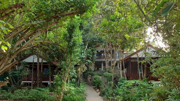 A pathway leading to a building surrounded by dense foliage and trees. - Baan Klong Kleng (Ranong)