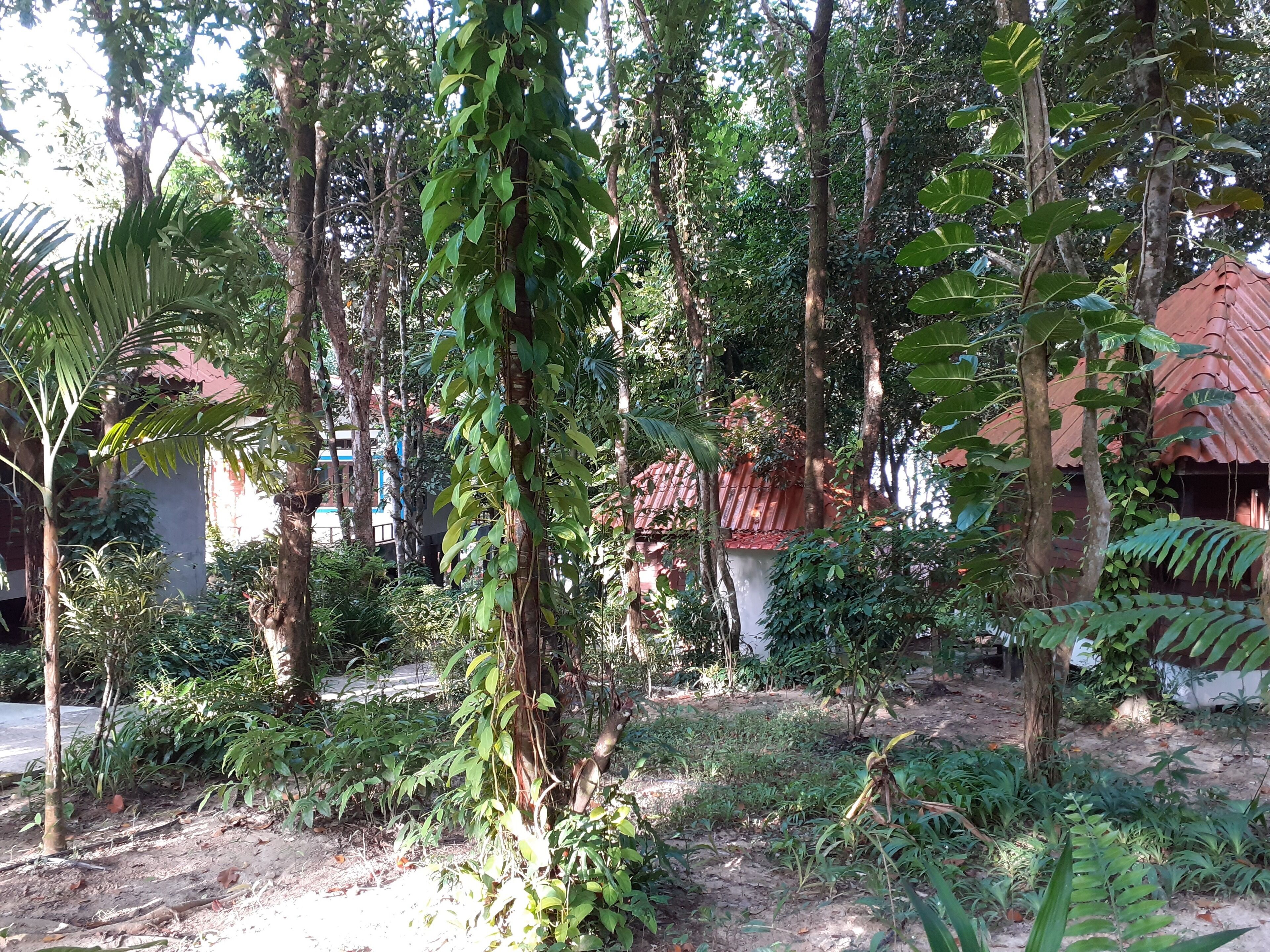 A garden area with trees, plants, and a building with a red roof.