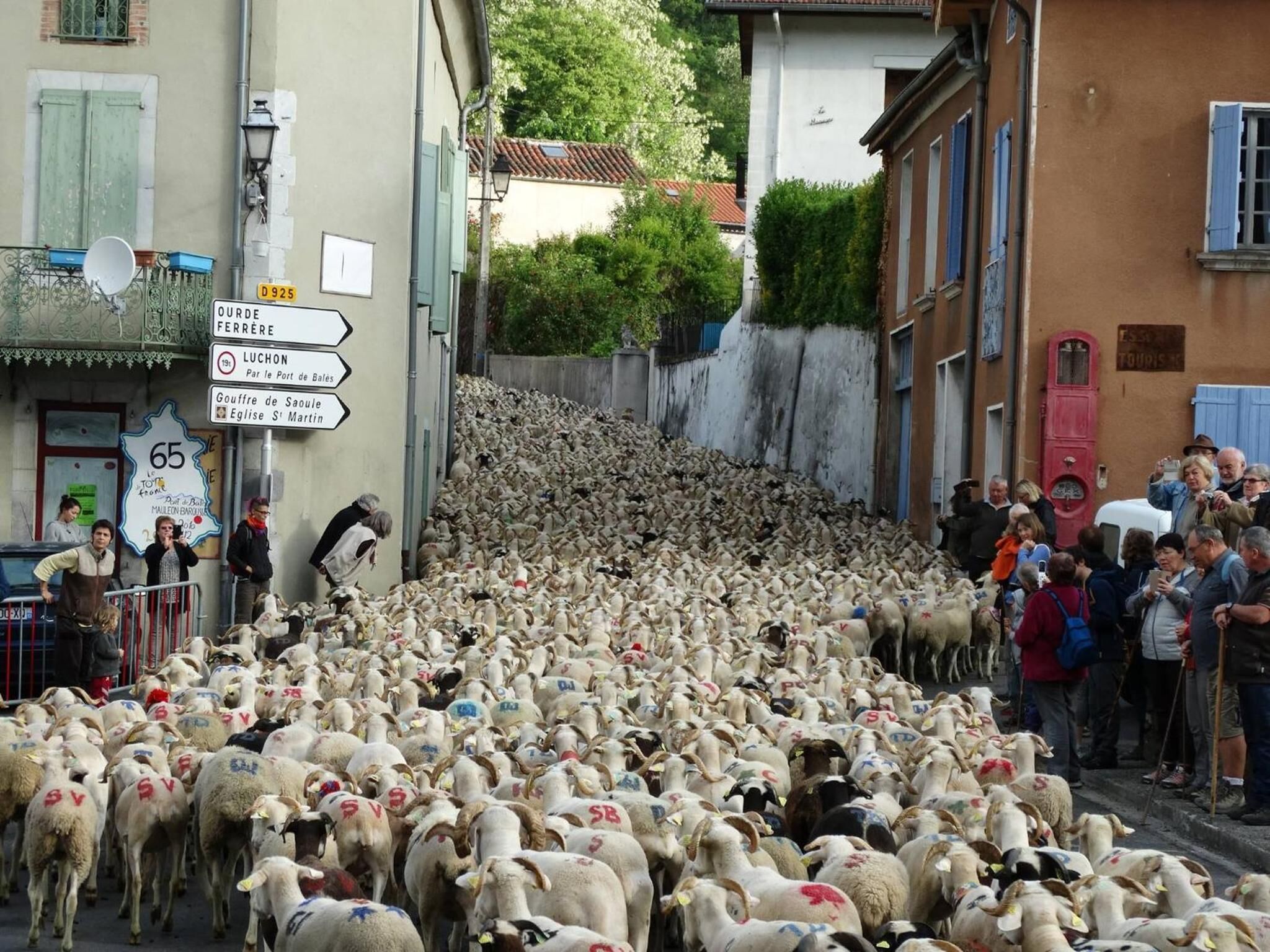 A crowded street with a large flock of sheep and people observing.