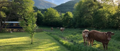 A rural landscape with a fenced pasture, a small tree, and a distant building.