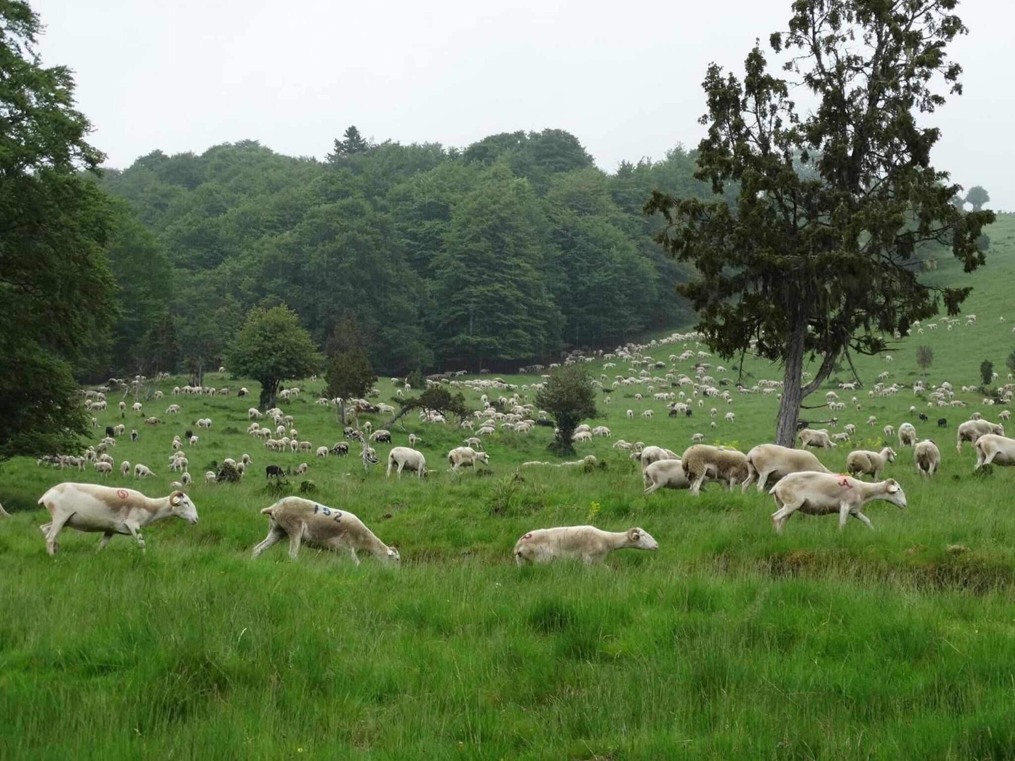 A grassy field with numerous sheep grazing.
