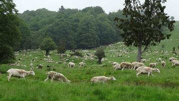 A grassy field with numerous sheep grazing.