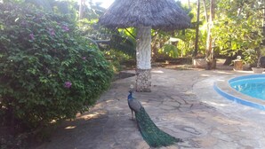Ein Pfau geht auf einem Steinweg in einem Garten mit einem strohgedeckten Gebäude und einem Pool.