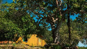 A yellow building with a large tree in front, a river in the background, and a person standing near the tree.