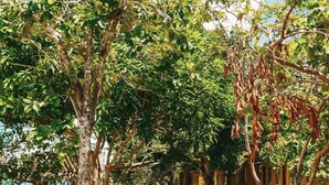 A pathway lined with trees and a building in the background. - Anaconda Amazon Resort (Manaus)