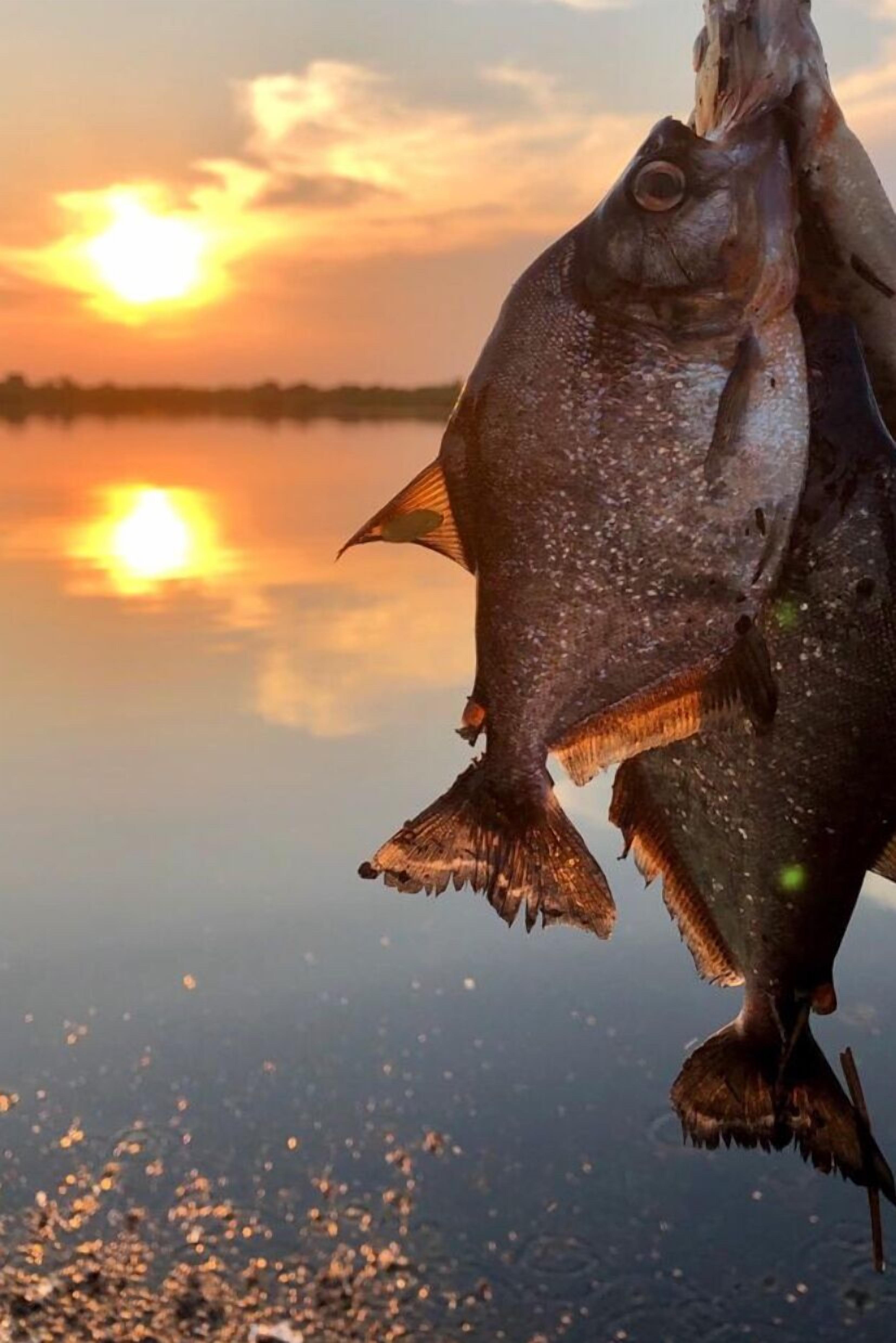 Un coucher de soleil sur une étendue d’eau calme, avec un poisson maintenu au-dessus de la surface.