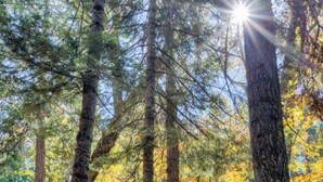 House, 1 Bedroom | Property grounds - Forest Glen-yw (Yosemite National Park)