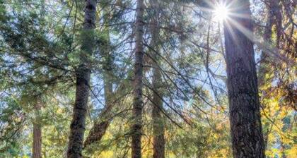 Forest Glen-yw