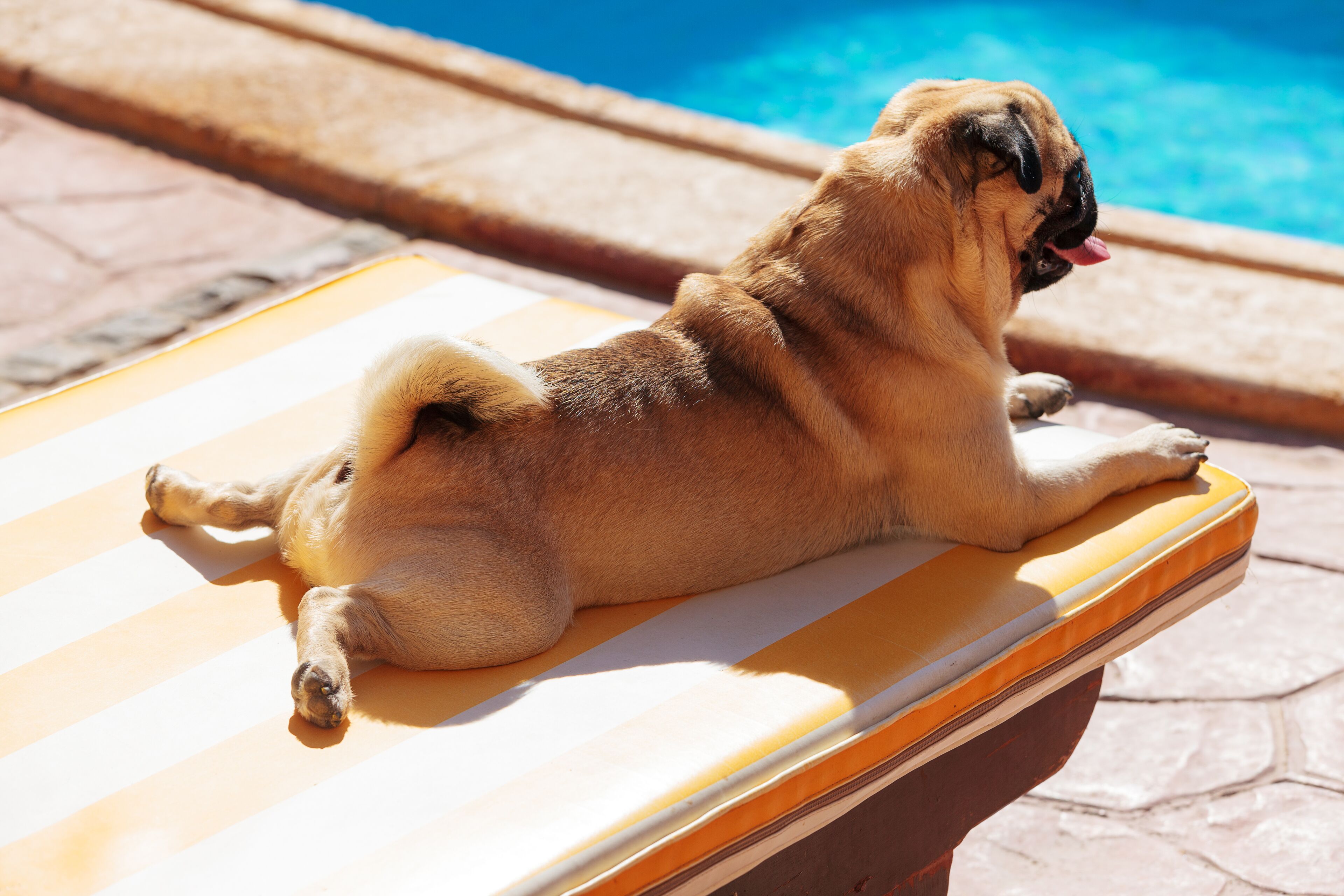 A pug lying on a sun lounger by a pool.