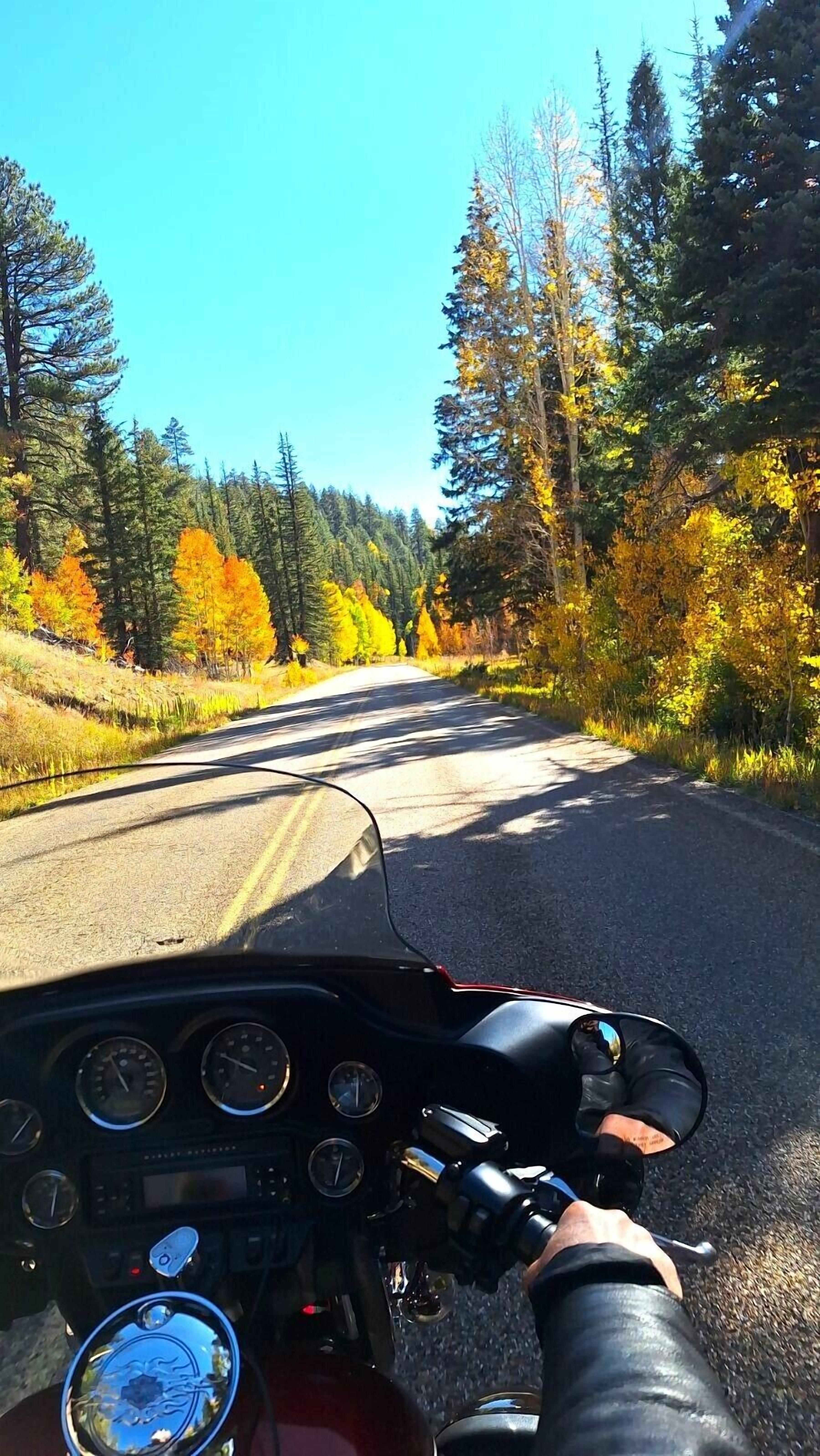 A motorcycle's dashboard and a road with autumn foliage.
