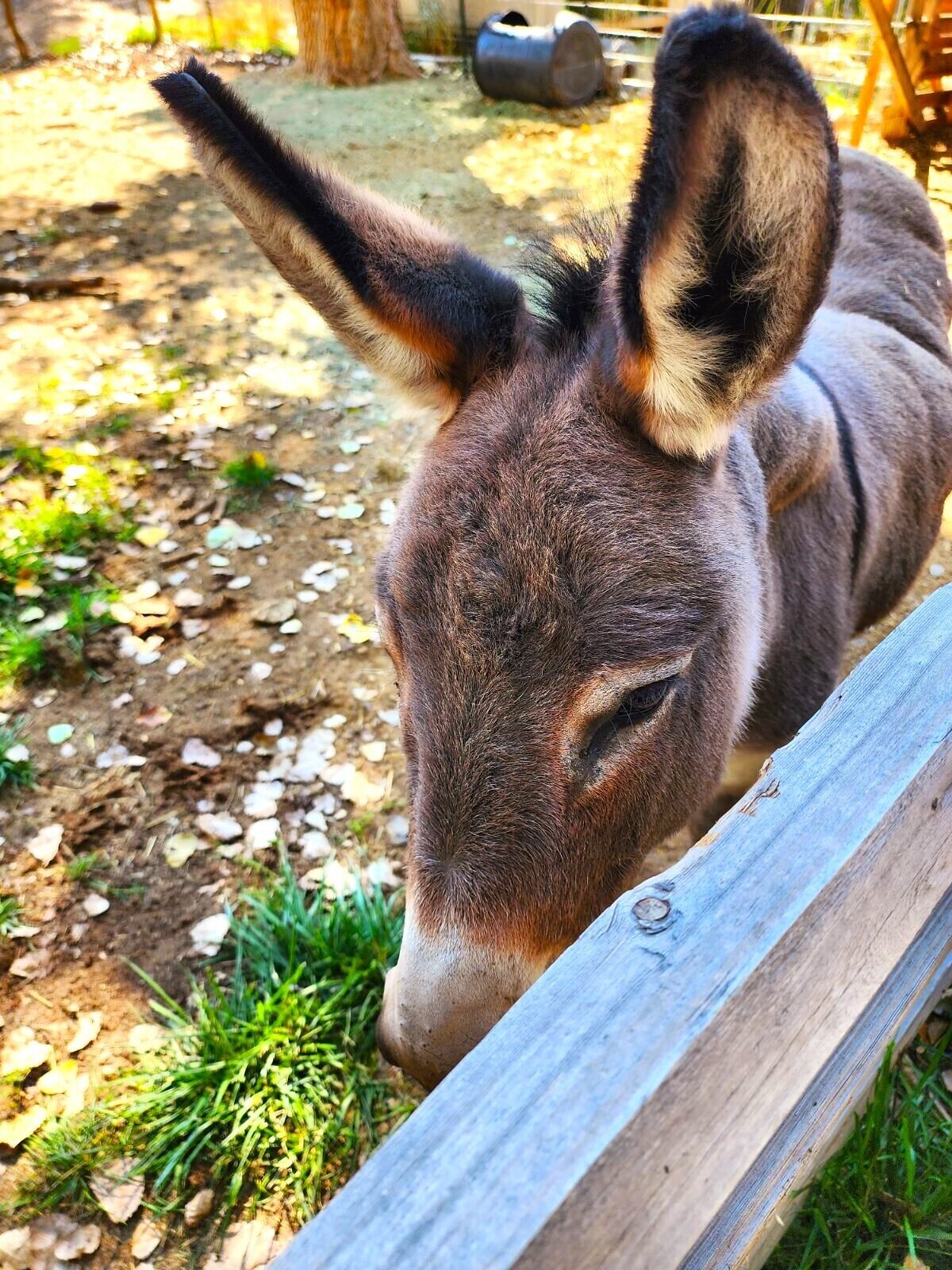 A donkey behind a wooden fence in an outdoor area with grass and scattered leaves.